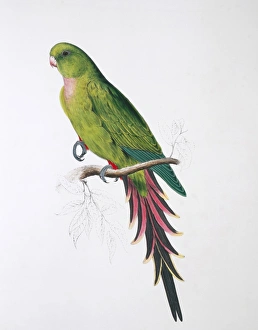 Pyrrhura melanura, maroon-tailed parakeet Pyrrhura melanura, maroon-tailed parakeet