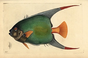 Queen angelfish, Holacanthus ciliaris Queen angelfish, Holacanthus ciliaris