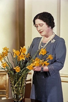 Queen Mother arranging yellow daffodils Queen Mother arranging yellow daffodils