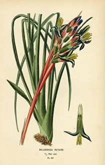 Queen's tears plant, Billbergia nutans Queen's tears plant, Billbergia nutans