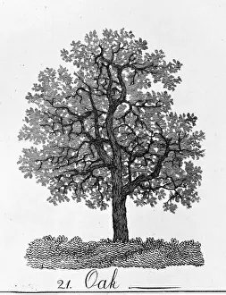 Prints of Plate 21 from The Shape, Skeleton and Foliage of Thirty two species of Trees, 1786 by A. Cozens. Originally issued in 1771 Alexander Cozens Prints: 18th Century Print of Oak Tree, 1786