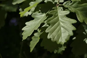 Common Oak Tree Prints: Quercus robur, oak