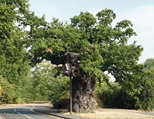 Quercus sp. Crouch Oak Print: Historic Addlestone Oak