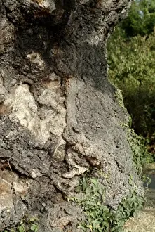 Quercus sp. Crouch Oak Print, a photograph of the tree's trunk and branches