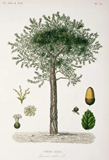 Quercus suber, cork oak Quercus suber, cork oak