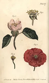 Quince flower, Cydonia oblonga, and poppy Quince flower, Cydonia oblonga, and poppy