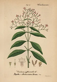 Quinine, red cinchona or cinchona bark, Cinchona officinalis Quinine, red cinchona or cinchona bark, Cinchona officinalis