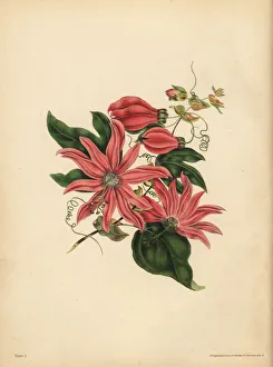 The racemose Passionflower, Religious superstition The racemose Passionflower, Religious superstition