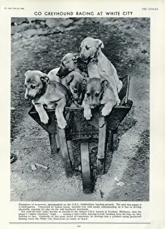 Dog Racing Prints: Greyhound Pups in a Wheelbarrow Print