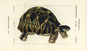 Radiated tortoise, Astrochelys radiata. Critically Radiated tortoise, Astrochelys radiata. Critically