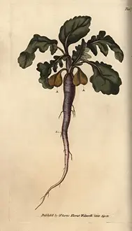Sydenham Edwards Artwork Prints: Radish, Raphanus sativus, root vegetable