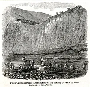 Railway cutting works, discovery of fossilised trees Railway cutting works, discovery of fossilised trees