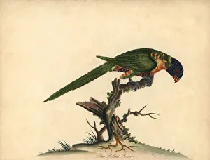 Rainbow lorikeet, Trichoglossus moluccanus Rainbow lorikeet, Trichoglossus moluccanus
