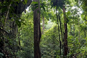 Rainforest and huge limestone rocks are typical Rainforest and huge limestone rocks are typical