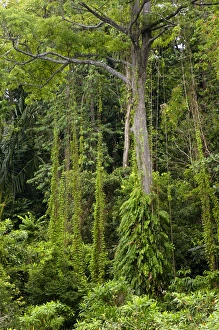 A rainforest on the slopes of volcanic Tioman Island A rainforest on the slopes of volcanic Tioman Island