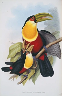 Ramphastos dicolorus, red-breasted toucan Ramphastos dicolorus, red-breasted toucan