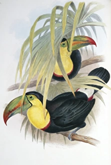 Ramphastos sulfuratus brevicarinatus, keel-billed toucan Ramphastos sulfuratus brevicarinatus, keel-billed toucan