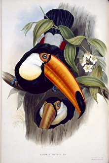 Ramphastos toco, toco toucan Ramphastos toco, toco toucan