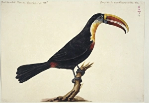 Ramphastos tucanus, white-throated toucan Ramphastos tucanus, white-throated toucan