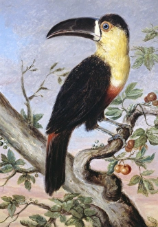 Ramphastos vitellinus, channel-billed toucan Ramphastos vitellinus, channel-billed toucan