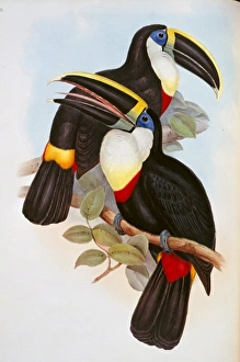 Ramphastos vitellinus culminatus, channel-billed toucan Ramphastos vitellinus culminatus, channel-billed toucan