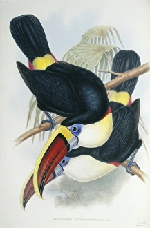 Ramphastos vitillenus, channel-billed toucan Ramphastos vitillenus, channel-billed toucan