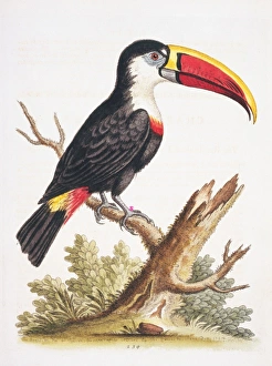 Ramphastos vittelinus culminatus, channel-billed toucan Ramphastos vittelinus culminatus, channel-billed toucan