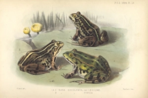 Rana esculenta, edible frog Rana esculenta, edible frog