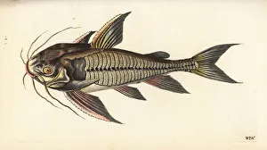Raphael catfish, Platydoras costatus Raphael catfish, Platydoras costatus