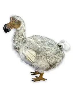 Mounted Specimen of the Dodo (Raphus cucullatus) Print