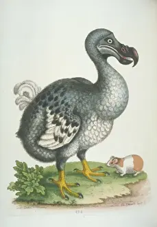 Prints of Plate 294, hand coloured copperplate etching from George Edwards The Gleanings of Natural History, Vol. 2 (1760) George Edwards Prints: Hand-Coloured Dodo Print (1760)