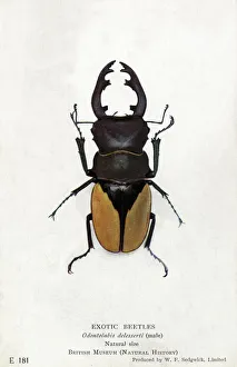 Rare south west Indian Stag Beetle - Odontolabis delesserti Rare south west Indian Stag Beetle - Odontolabis delesserti