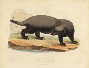 Ratel or honey badger, Mellivora capensis Ratel or honey badger, Mellivora capensis