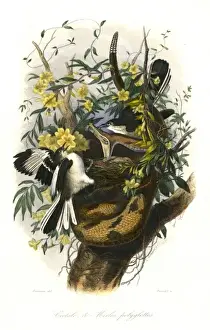 Prints of A rattle snake (or pit-viper) climbs a tree and attacks a nest, much to the distress of the two adult birds whose eggs are in the nest. Date: circa 1850 Bird Snake Prints: Rattle Snake / Nest Attack Print, circa 1850
