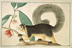 Ratufa macroura, grizzled giant squirrel Ratufa macroura, grizzled giant squirrel