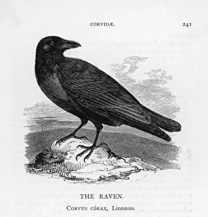 Nature Photography Birds Prints: Raven on a Rock