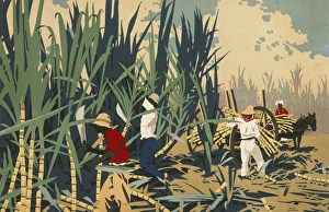 Reaping sugar canes in the West Indies Reaping sugar canes in the West Indies