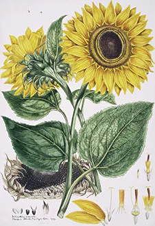 see record 3688 - Helianthus annus, sunflower see record 3688 - Helianthus annus, sunflower