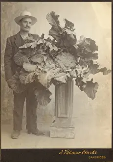 Record-breaking Cauliflower Print, circa 1894