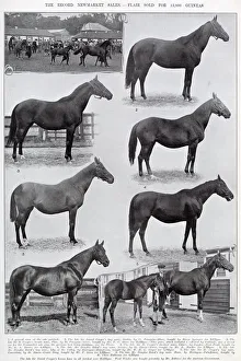 Record Newmarket Sales - Flair sold for 15,000 guineas Record Newmarket Sales - Flair sold for 15,000 guineas