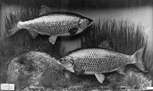 Roach Prints: World Record Roach Catch Print, 1938