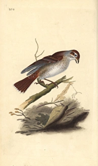 Red-backed shrike (female), Lanius collurio Red-backed shrike (female), Lanius collurio