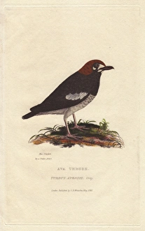 Red-bellied ant-eater, Pitta erythrogaster Red-bellied ant-eater, Pitta erythrogaster