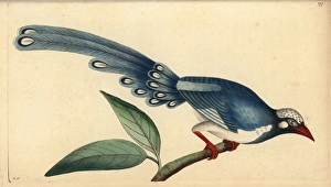 Red-billed blue magpie, Urocissa erythrorhyncha Red-billed blue magpie, Urocissa erythrorhyncha