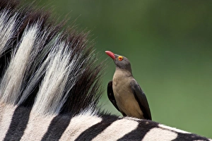 Red-billed Oxpecker - on the back of a Zebra Red-billed Oxpecker - on the back of a Zebra