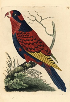 Red and blue lory, Eos histrio Endangered Red and blue lory, Eos histrio Endangered