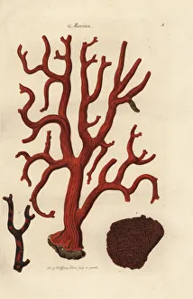 Red coral, Corallium rubrum, and organ pipe Red coral, Corallium rubrum, and organ pipe