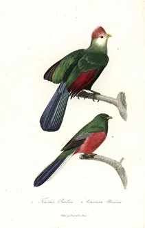 Red-crested turaco and Narina trogon Red-crested turaco and Narina trogon