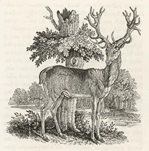Red Deer (Cervus elephas) Print, 1790