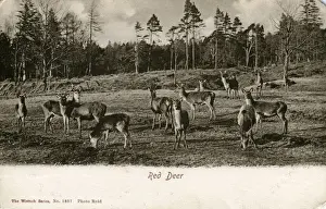 Historical Animal Images Prints: Red Deer, Unknown location